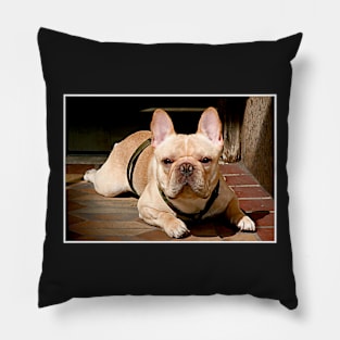 Portrait of a Frenchie Pillow