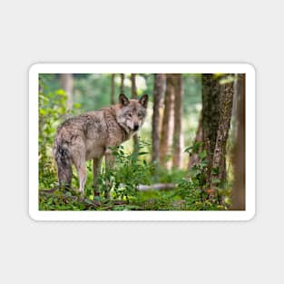 Gray Wolf Magnet