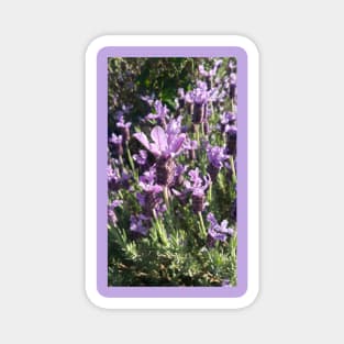 Lavender Flower Magnet