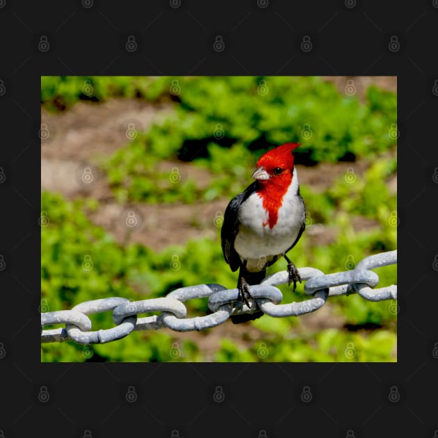 Colorful Brazilian Cardinal Bird by PhotoDesigns