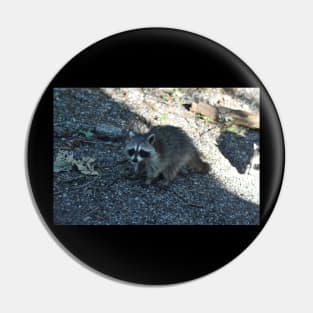 Young Raccoon Pin