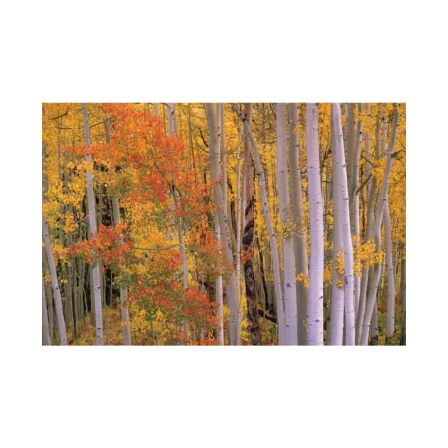 Aspens At Independence Pass Colorado by RhysDawson