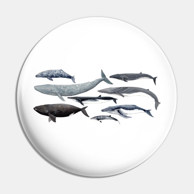 Whale diversity Pin by chloeyzoard