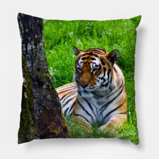 Amur Tiger Pillow