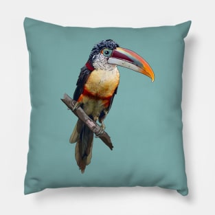 Curl-Crested Aracari Pillow