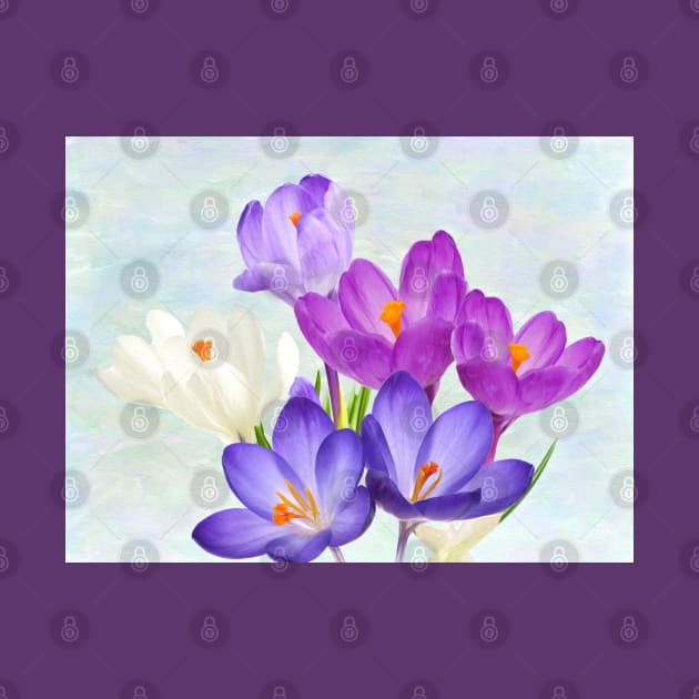 Spring Crocus Flowers by lauradyoung