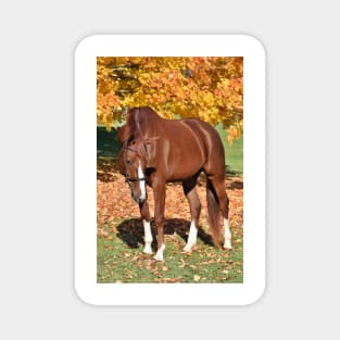 Chestnut Mare Magnet