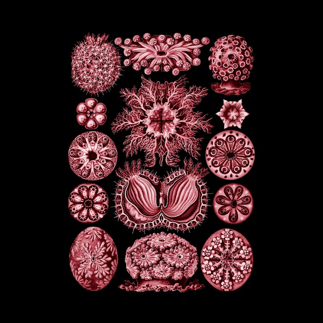 Ernst Haeckel  Ascidiae Sea Squirts Red by Scientistudio