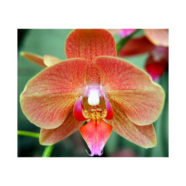 Orange Orchid by Scubagirlamy