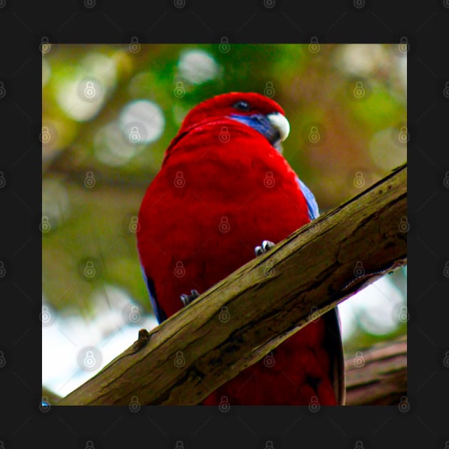 Crimson Rosella! by Mickangelhere1