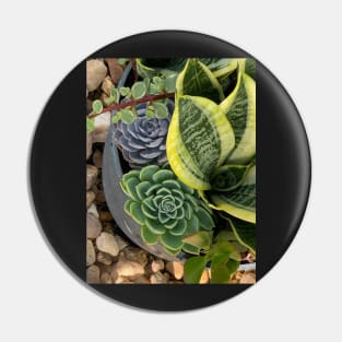 Succulent Beauties Pin