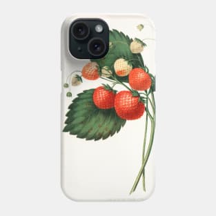 The Boston Pine Strawberry (1852) Phone Case