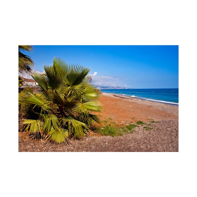 Palm trees Torrox Costa Del Sol Andalusia Costa Spain by AndyEvansPhotos