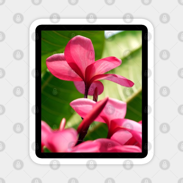 plumeria-flowers-frangipani-floral-red-petals-shirtyshirto-45 Magnet by Shirty.Shirto