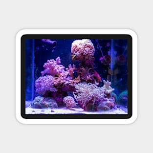 Multi-colored corals in aquarium Magnet