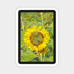 Sunflower, sunflower, abstract, (Helianthus annuus) Magnet