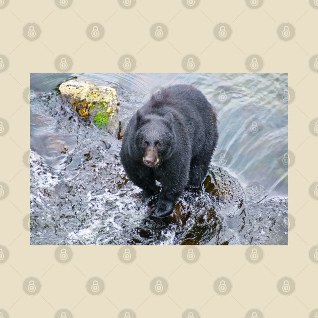 Black Bear in the River by SafariByMarisa