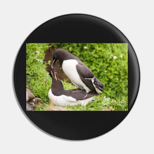 Mr & Mrs Razorbill sharing a private moment Pin