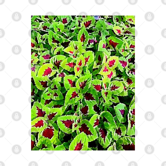 coleus leaves pattern by Banyu_Urip