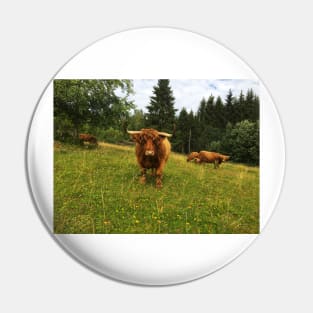 Scottish Highland Cattle Cows 2073 Pin