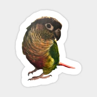 Green Cheek Conure Parrot Bird design, Love for birds Magnet