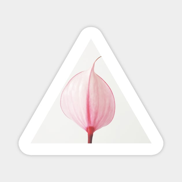 Pink Calla Lily II Magnet by Cassia