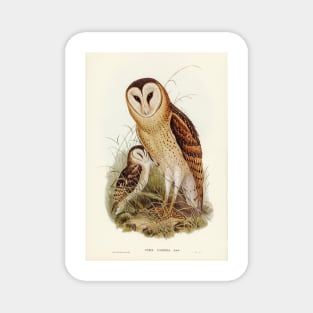 Grass Owl. Elizabeth Gould Magnet
