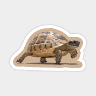 Marching Baby Tortoise Cartoon Vector Isolated Magnet