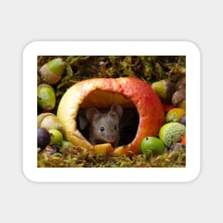 wild house mouse  in a apple Magnet