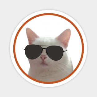 Kitten wearing aviator sunglasses Magnet