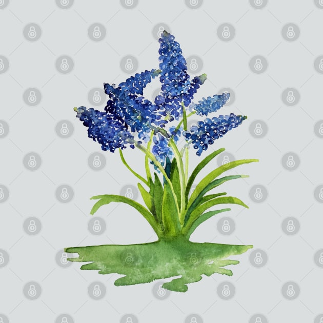 Grape Hyacinths by Kirsty Topps