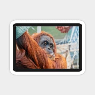 Sumatran Orangutan Magnet