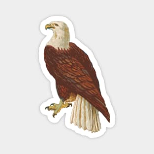 Bald Eagle Cartoon Magnet