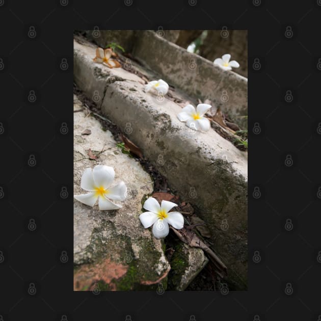 Frangipani - George Town, Malaysia by Kat C.