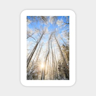 Winter forest Magnet