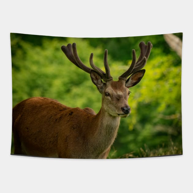 stag 5 Tapestry by outlawalien