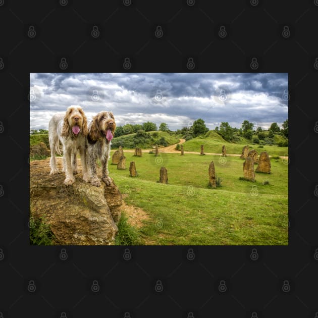 Dogs on a Rock Spinoni by heidiannemorris