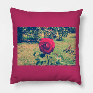 Vintage Rose Pillow