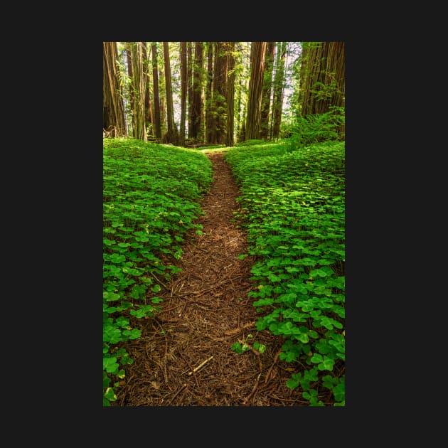 Redwood Forest Path by JeffreySchwartz