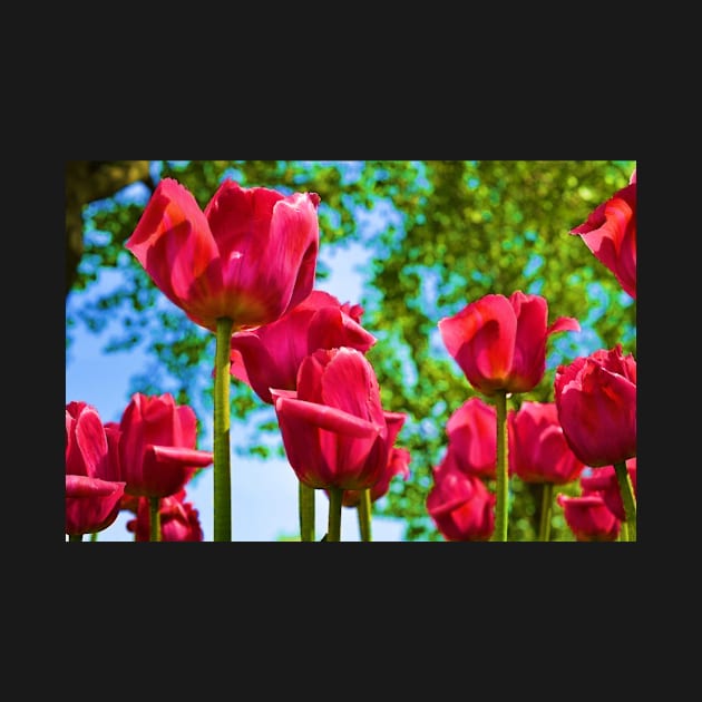 Red Tulips by bgaynor