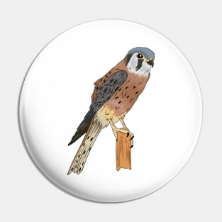 American Kestrel bird illustration Pin