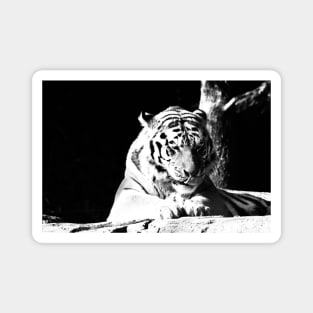 Year of the tiger 2022 / 1 /  Swiss Artwork Photography Magnet