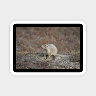 Wild Prairie Dog Magnet