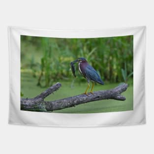 Green Heron wins local fishing contest! Tapestry