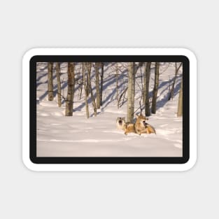 Funny Yawning Coyotes Magnet