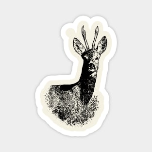 Roebuck Magnet