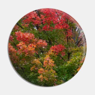 Autumn fall changing leaves red green thanksgiving Pin