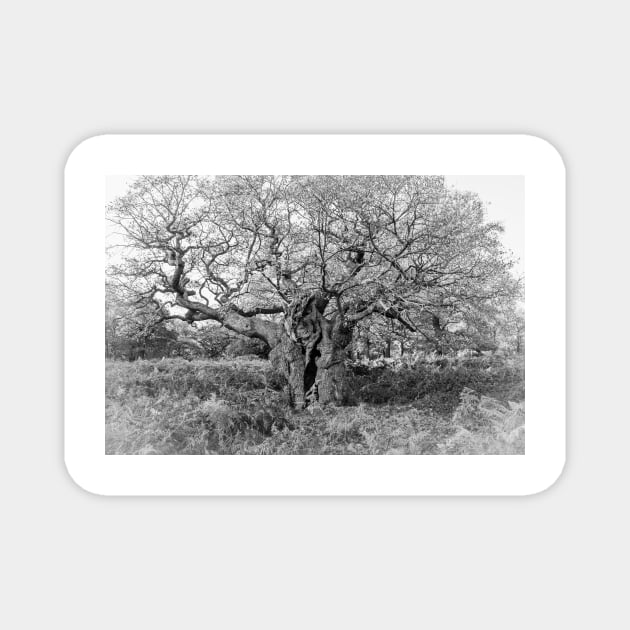 Royal Oak, Richmond Park Magnet by GrahamPrentice