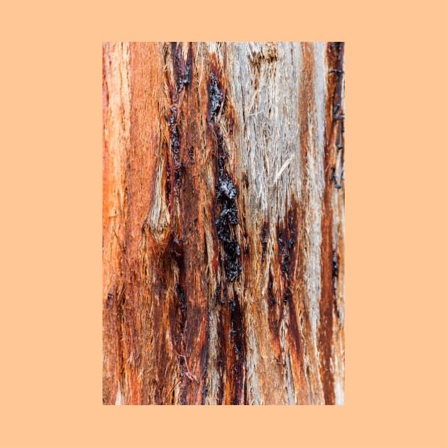 Vibrant Tree Oozing Sap From Trunk by textural