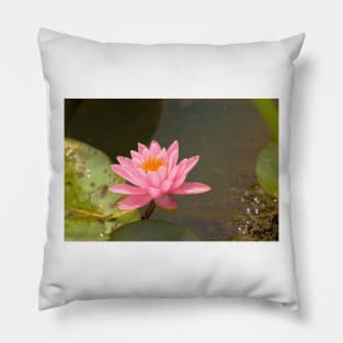 Pink water lily Pillow